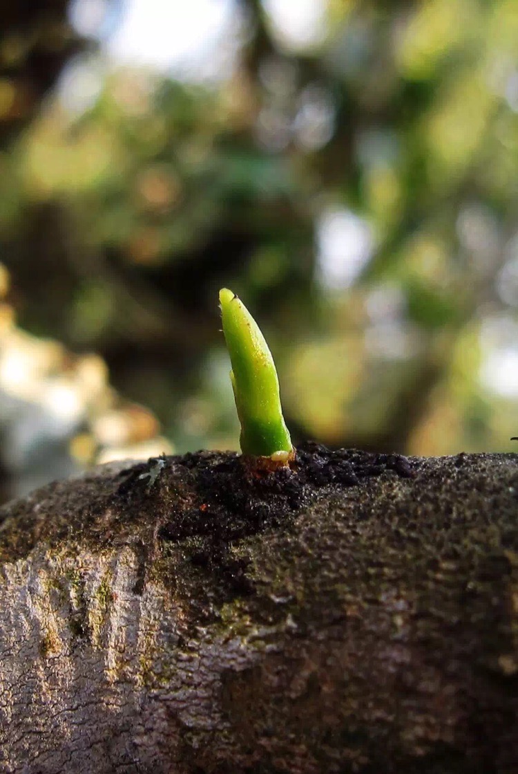 云南普洱茶营销模式探析（六）