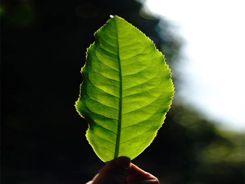 普洱生茶和普洱熟茶区别在哪？