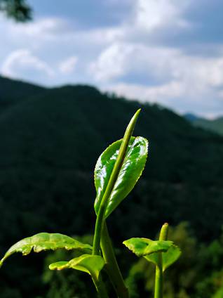 静心饮茶，像植物一样生活1