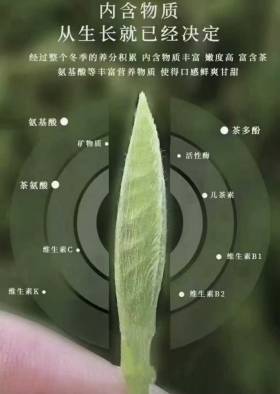 茶的药理特性5